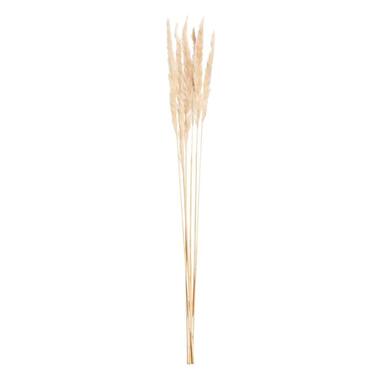 Pampas pluim 6 stuks - crème - 75 cm - Leen Bakker