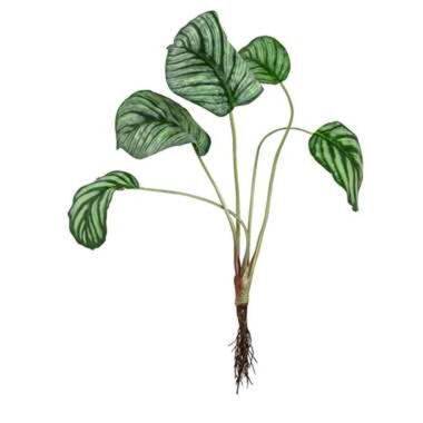 Kunstplant Calathea - groen - 46 cm - Leen Bakker