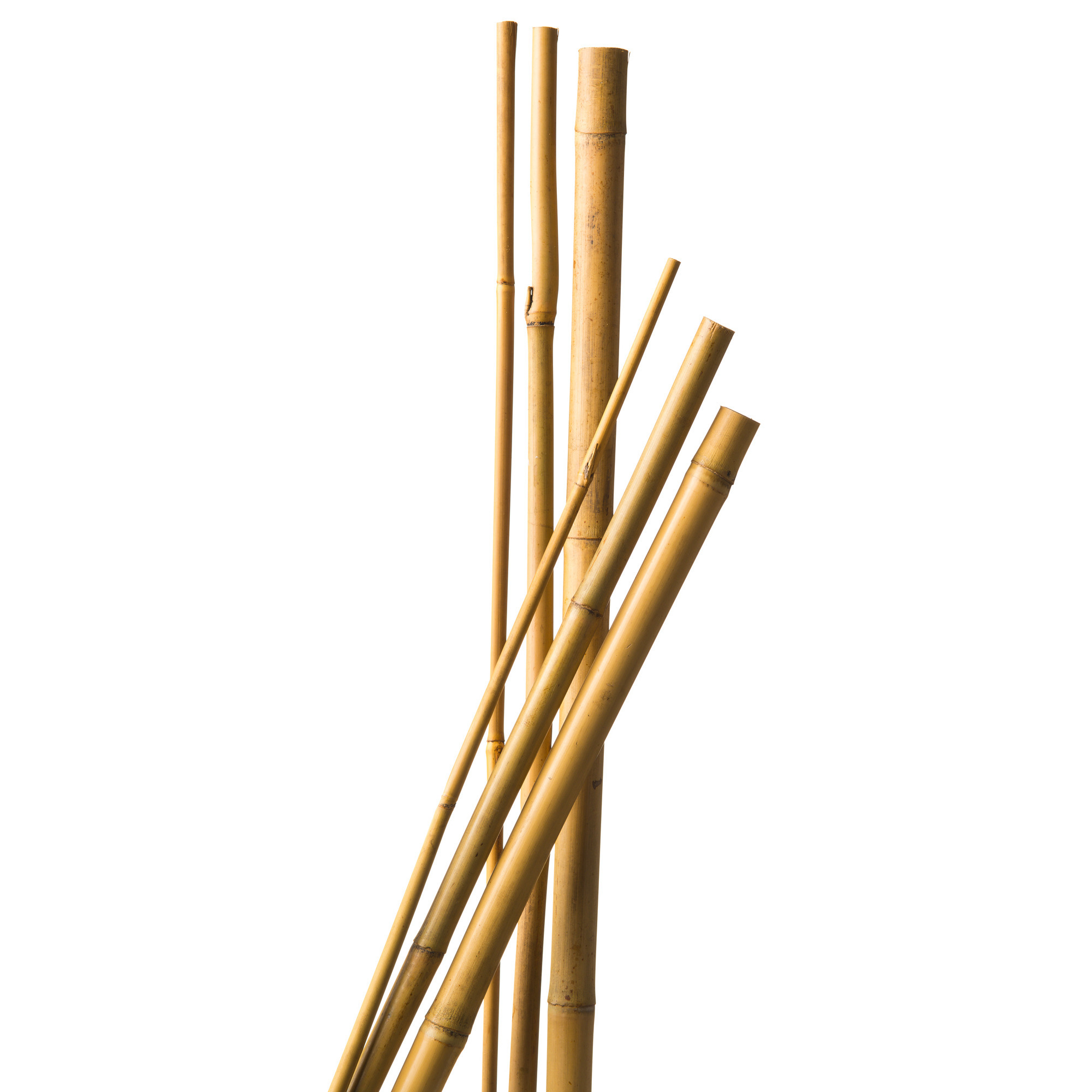 10x stuks bamboestokken - 60 cm - plantensteun / tonkinstokken -
