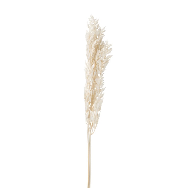 Droogbloem ruscus - naturel - 65 cm