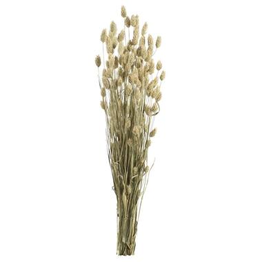 Droogbloemen Phalaris - naturel - 76 cm - Leen Bakker