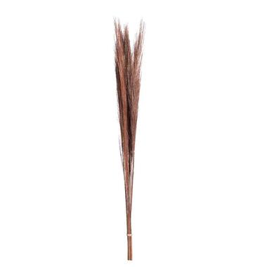 Droogbloemen Broom Gras - 100 cm - Leen Bakker