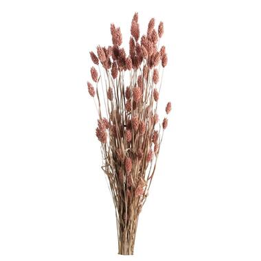 Droogbloemen Bunch Phalaris - roze - 75 cm - Leen Bakker