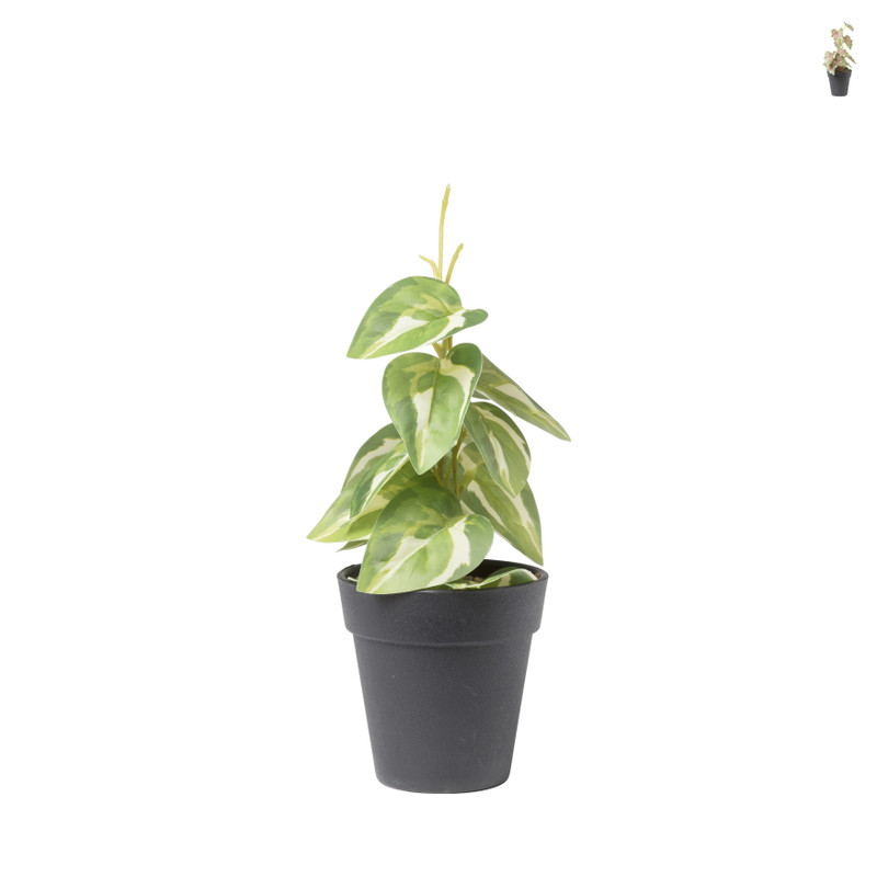 Plant mini - diverse varianten - ø9x26 cm