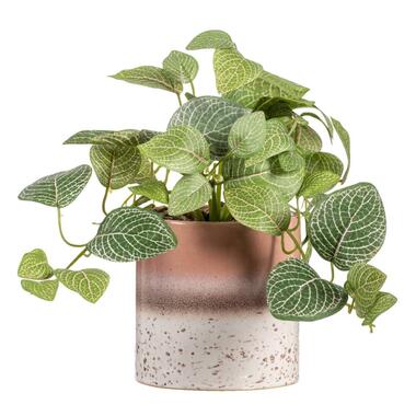 Kunstplant Fittonia in pot - Groen/bruin - 30 cm - Leen Bakker