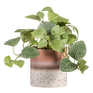 Kunstplant Fittonia in pot - groen/bruin - 30 cm - Leen Bakker