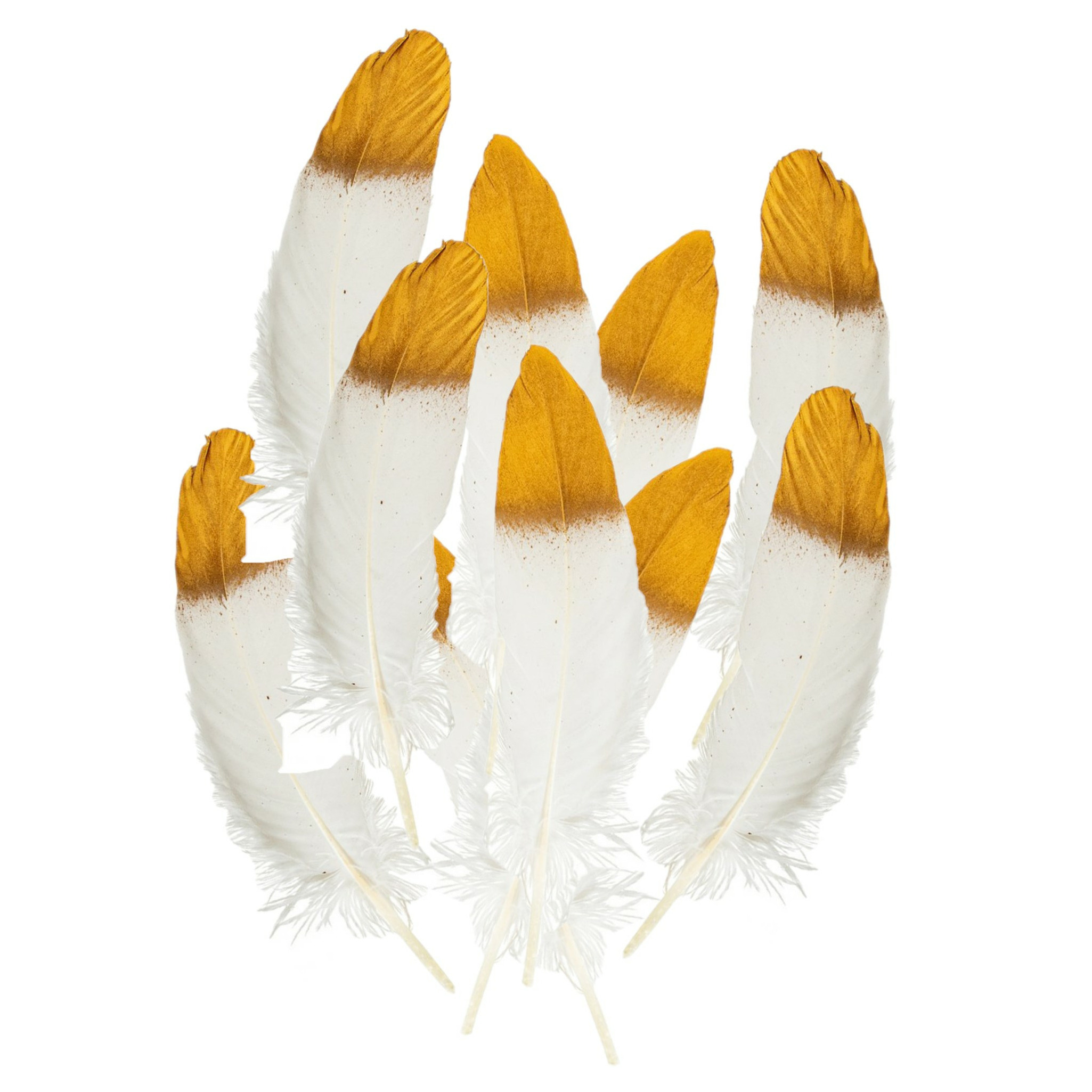 Ganzenveer/sierveer - 20x stuks - wit met goud - 18-22 cm - decoratie/hobbymateriaal -
