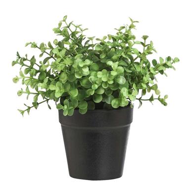 Eucalytus plant in pot - zwart - 20 cm - Leen Bakker