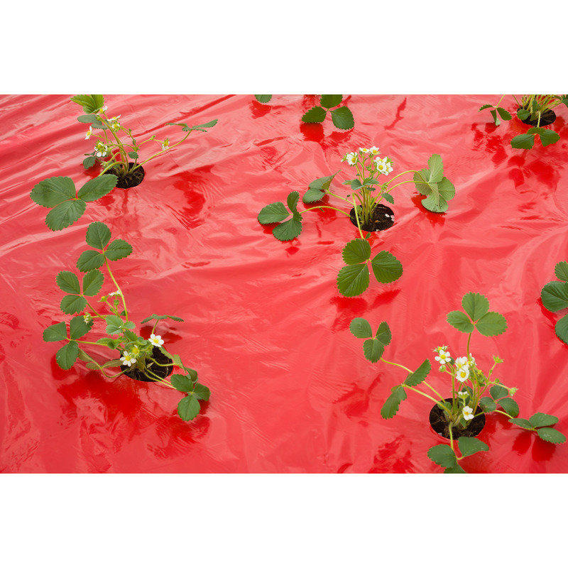 Nature Kweekfolie voor aardbeien - rood - 5 meter - Aardbeientuin folie - Moestuin artikelen -