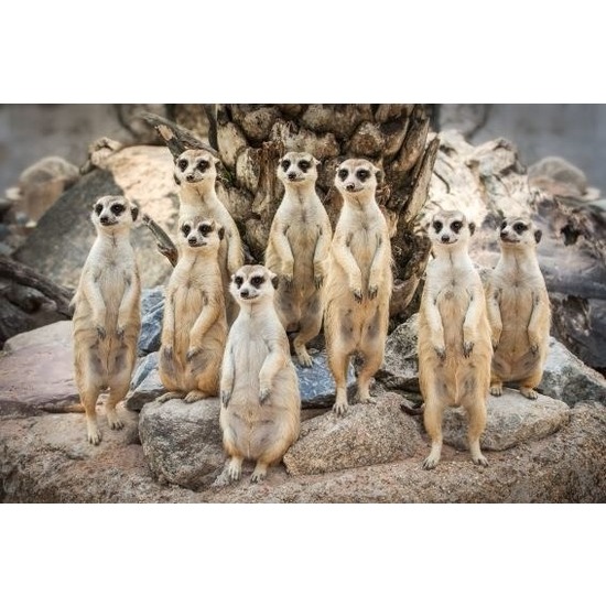 Dieren magneet 3D stokstaartjes -