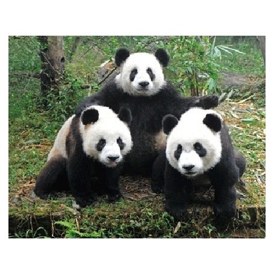 Dieren magneet 3D panda familie -