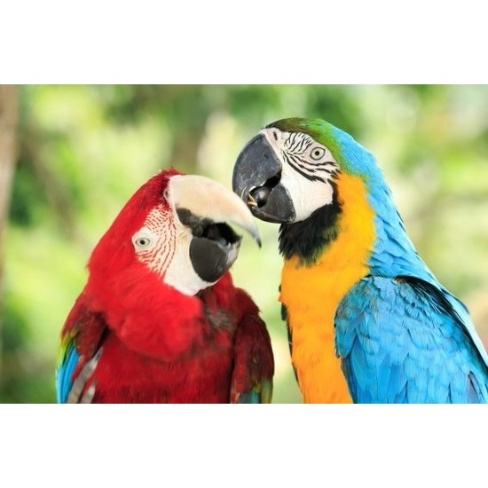 Dieren magneet 3D papegaaien -