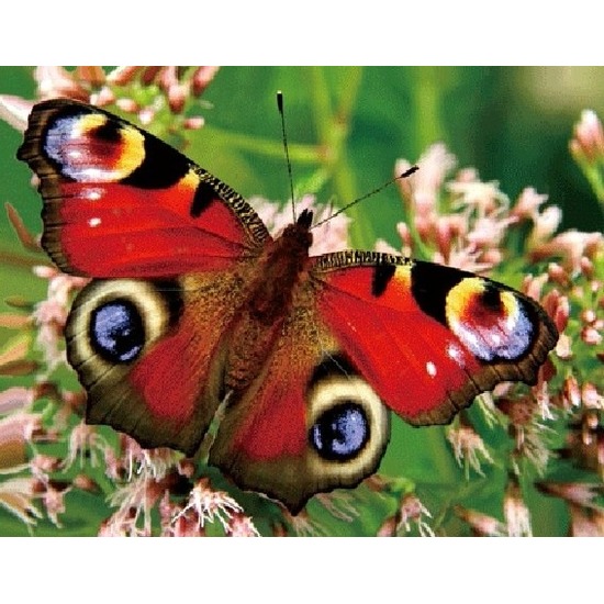 Dieren magneet 3D pauwoog vlinder -