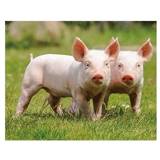 Dieren magneet 3D biggetjes -