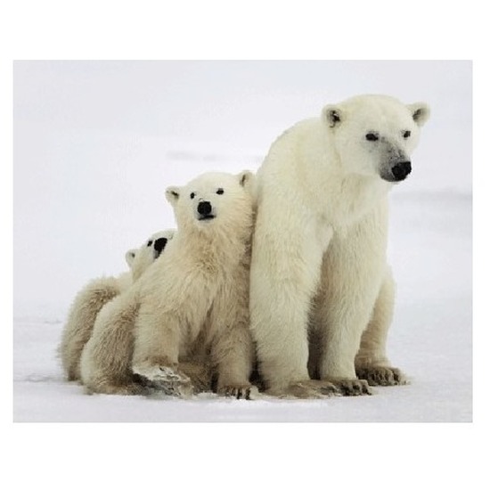 Dieren magneet 3D ijsberen -