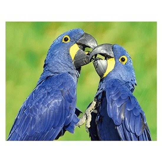Dieren magneet 3D ara papegaai -