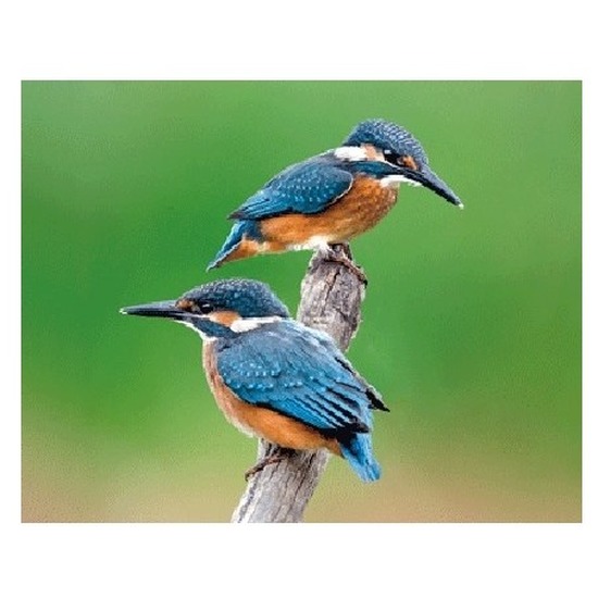 Dieren magneet 3D ijsvogeltjes -