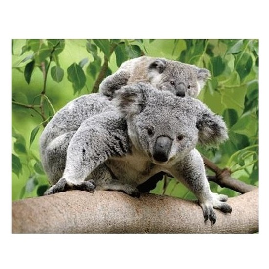 Dieren magneet 3D koalaberen -