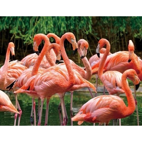 Dieren magneet 3D flamingo -