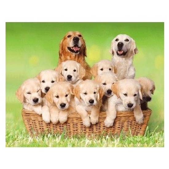 Dieren magneet 3D golden retrievers -