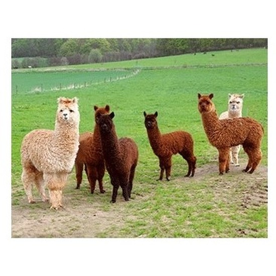 Dieren magneet 3D alpacas -