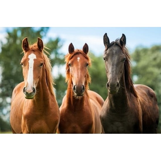 Dieren magneet 3D bruine paarden -