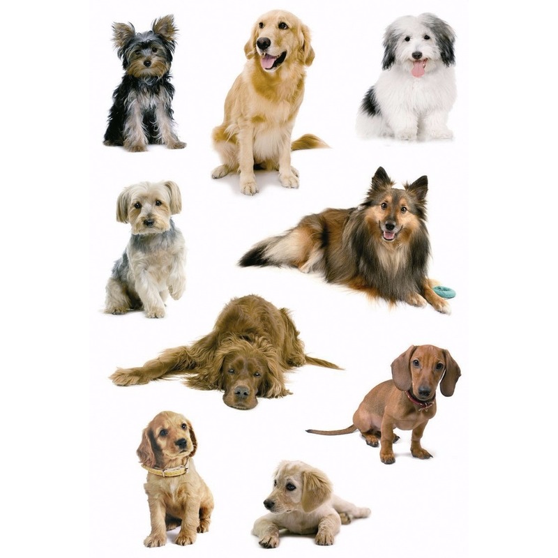 Honden stickers 3 vellen -