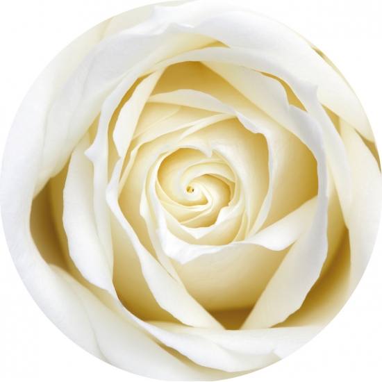 Onderzetters/Bierviltjes bloemen witte roos 10x stuks -
